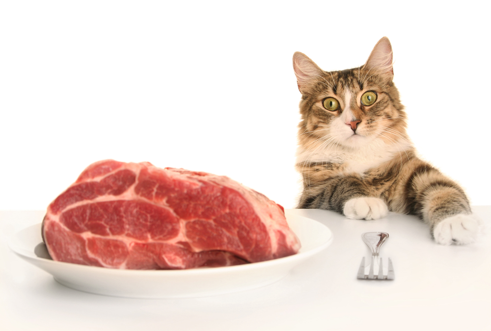 Правильное Питание Кота Натуральной Пищей