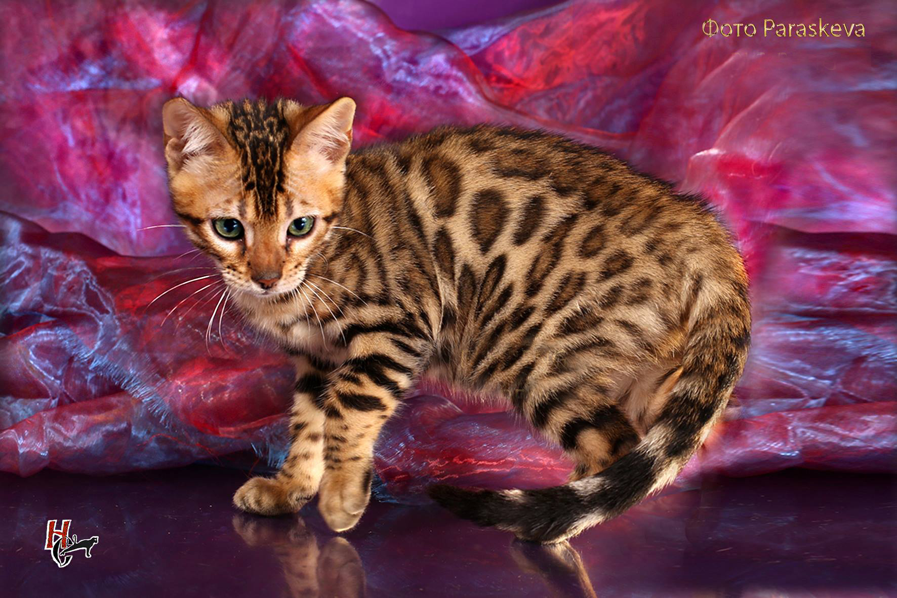 Бенгальский котенок Клайд