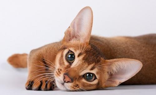 описание породы Абиссинская кошка