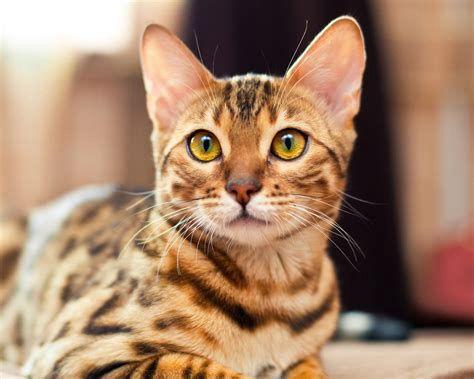 описание породы Бенгальская кошка