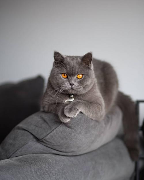 описание породы Британская короткошерстная кошка