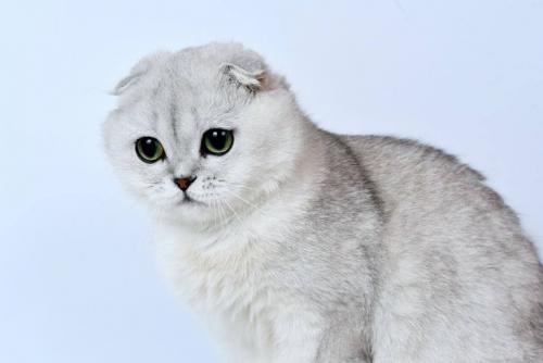 описание породы Шотландская вислоухая кошка