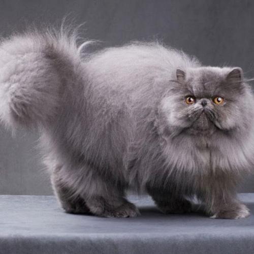 описание породы Персидская кошка