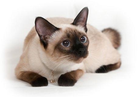 Сиамская кошка