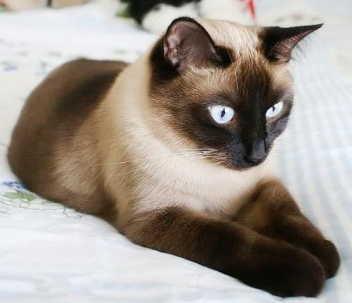 Тайская кошка