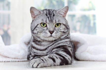 описание породы Шотландская прямоухая кошка