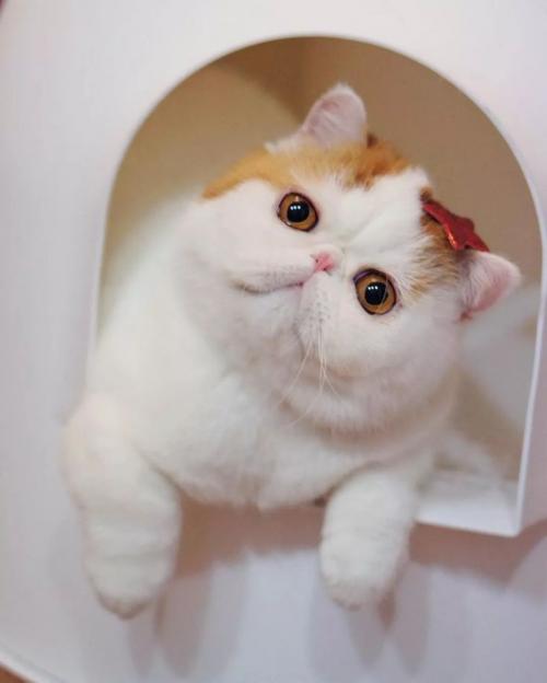 Экзотическая короткошерстная кошка