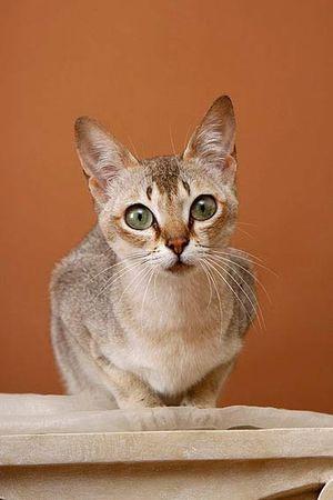 описание породы Сингапурская кошка