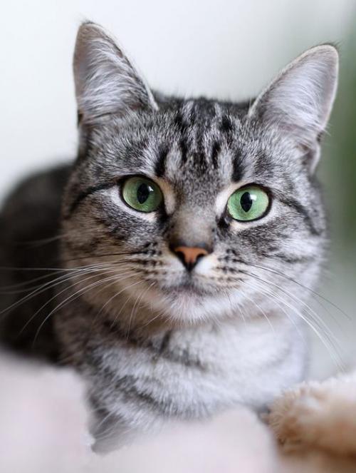описание породы Американская короткошерстная кошка
