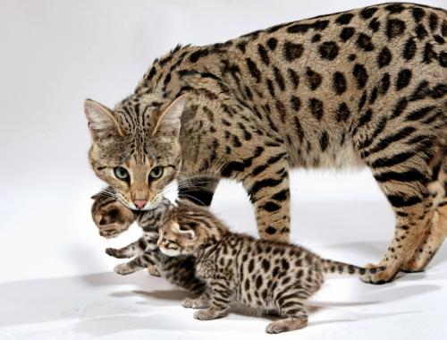 Самая большая кошка в мире
