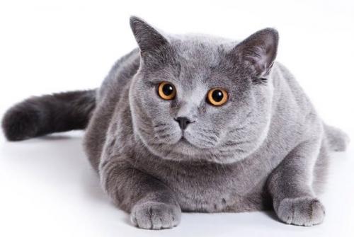Сколько живут кошки?