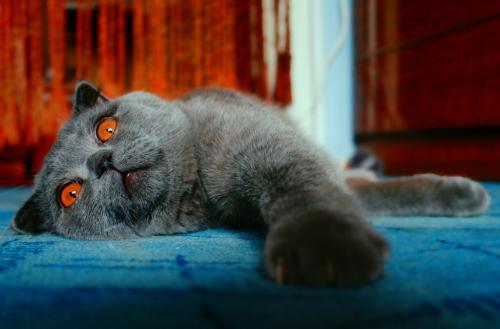 К чему снятся кошки?