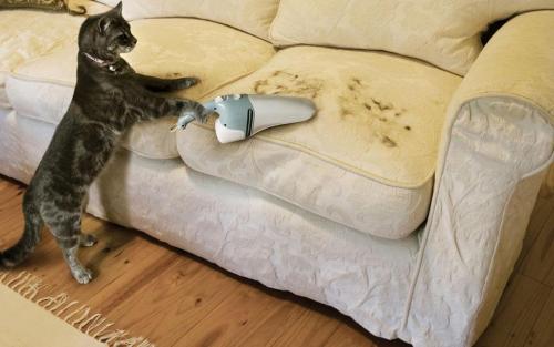 Линька у кошек