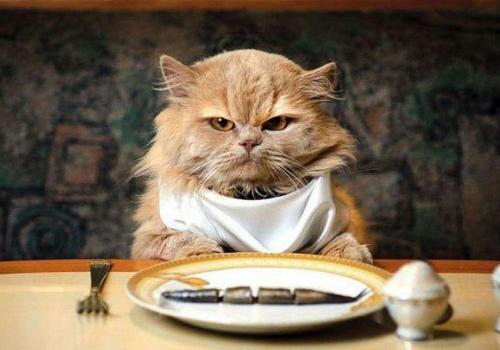 Чем кормить кошку