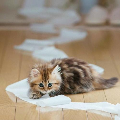 Как приучить котенка к лотку. Пошаговая инструкция
