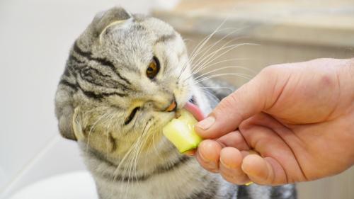 Основные правила кормления шотландских котят
