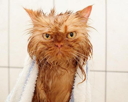 Как искупать кота, если он боится воды