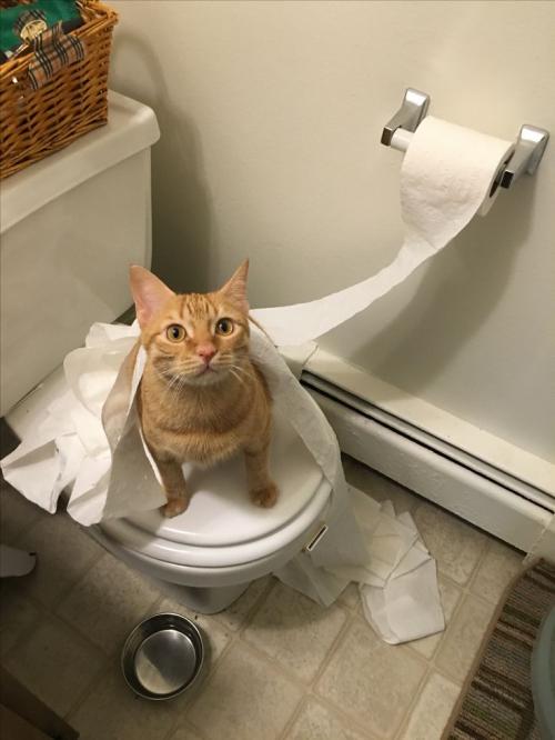 Как приучить кота к унитазу