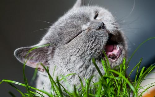 Какую траву любят кошки