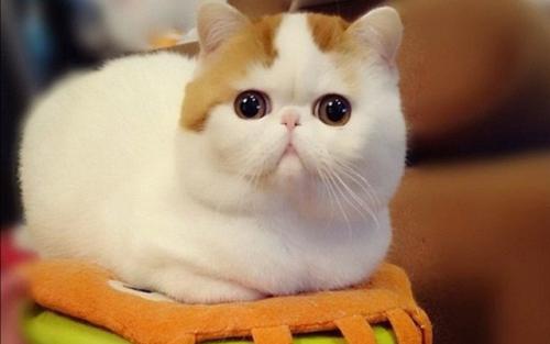 Кошки с приплюснутой мордой
