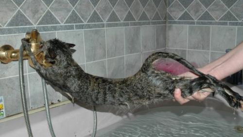 Почему кошки боятся воды