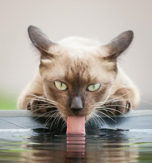 Почему кот пьет много воды
