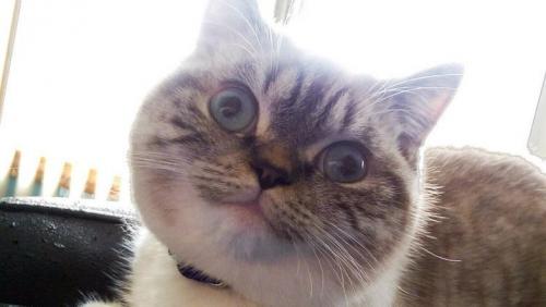 Опасна ли валерьянка для кота?