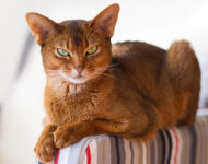 абиссинская кошка описание породы с фото