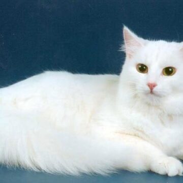 Ангорская кошка описание породы с фото