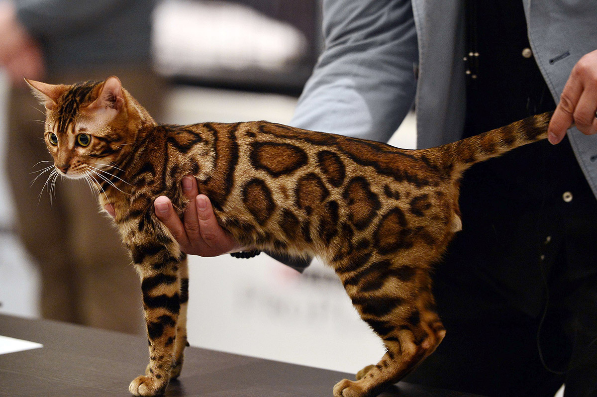 Бенгальская леопардовая кошка: описание породы с фото — Pet-Mir.ru