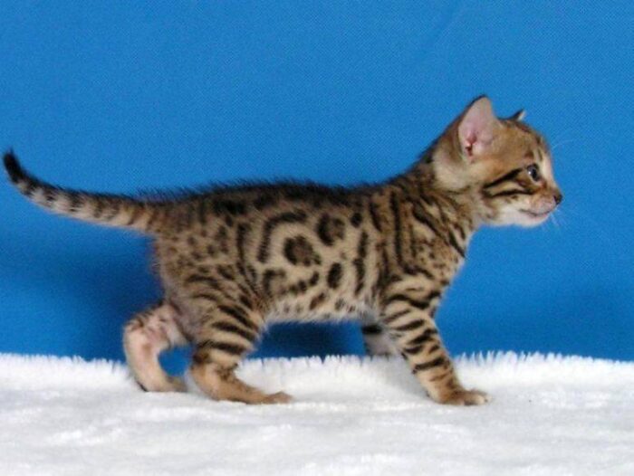 бенгальская леопардовая кошка описание породы