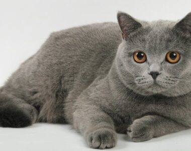 британская короткошерстная кошка описание породы с фото