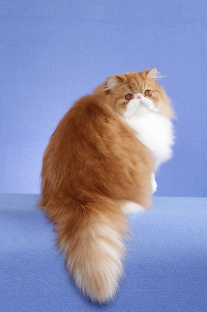 экзотическая длинношерстная кошка характер