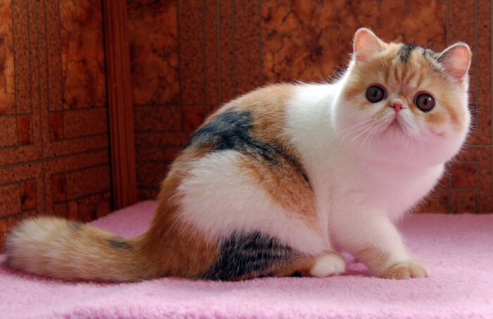 экзотическая короткошерстная кошка фото