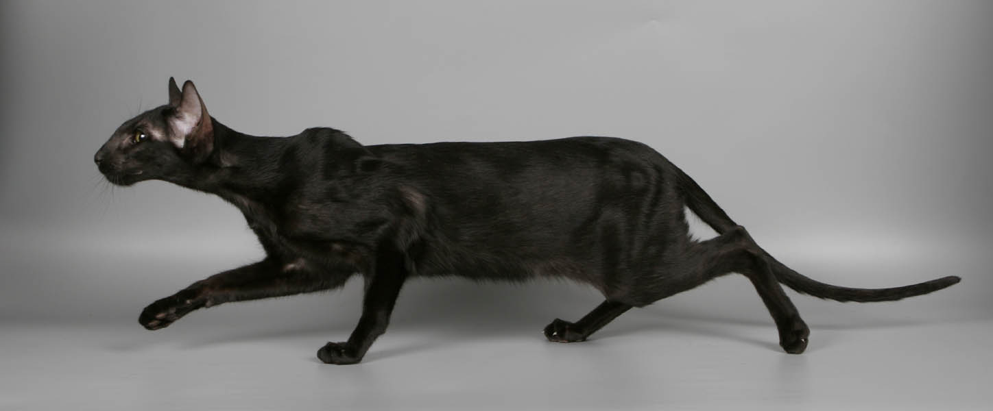 Ориентальная кошка: описание породы с фото — Pet-Mir.ru