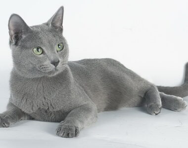 русская голубая кошка описание породы с фото