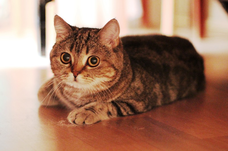 Шотландская прямоухая кошка: описание породы с фото — Pet-Mir.ru