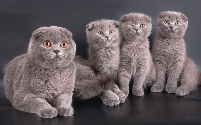 Популярные породы кошек с фотографиями и названиями в россии