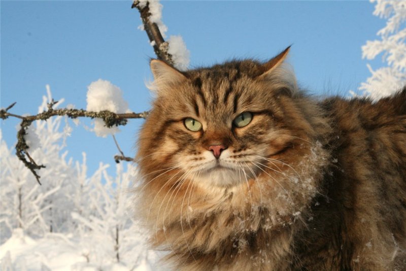 Сибирская кошка: описание породы с фото — Pet-Mir.ru