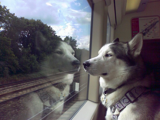 Перевозка собак в поезде