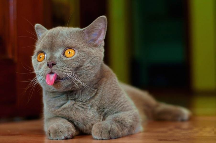 Почему кошка показывает язык