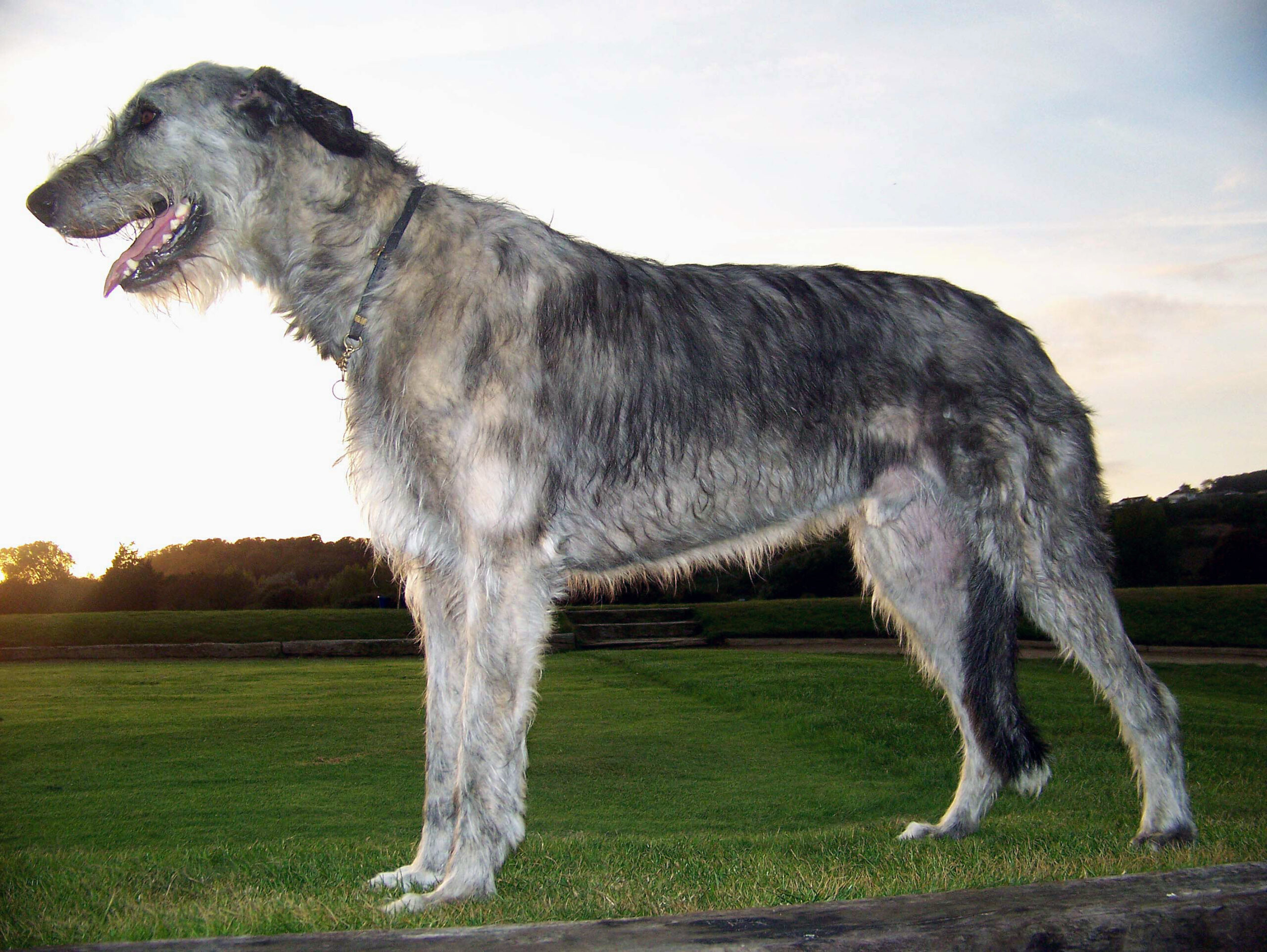 ирландский волкодав порода собак