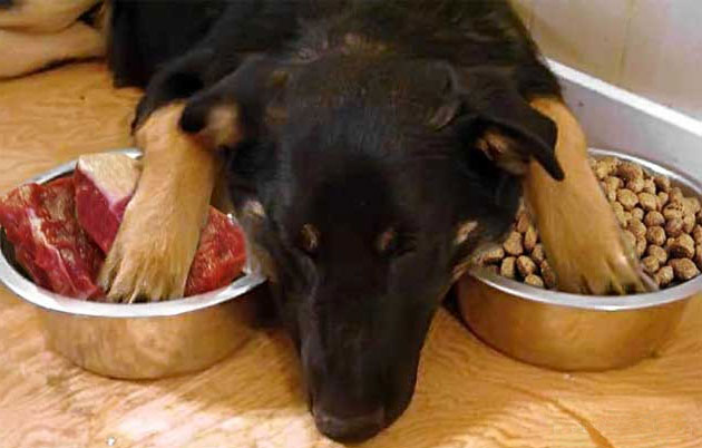 Чем кормить собаку в домашних условиях?