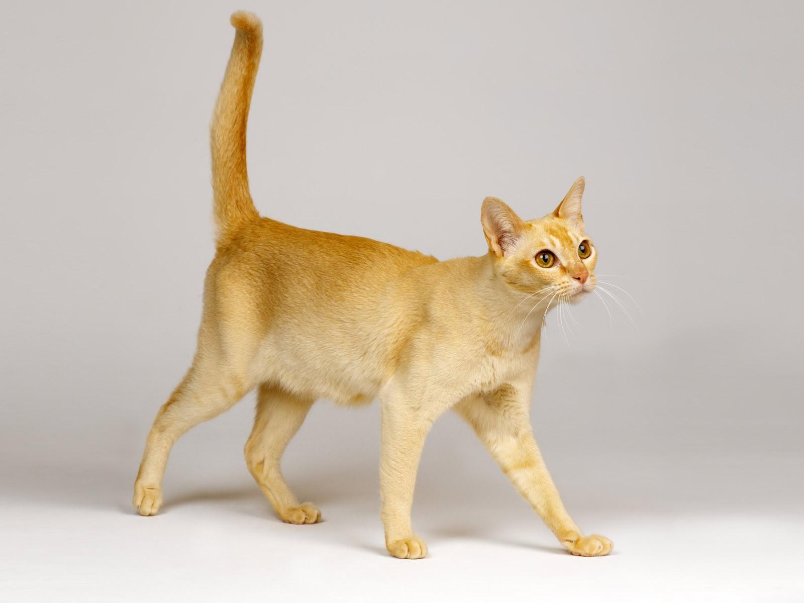 Цейлонская кошка (цейлонский кот) - Усатый-полосатый