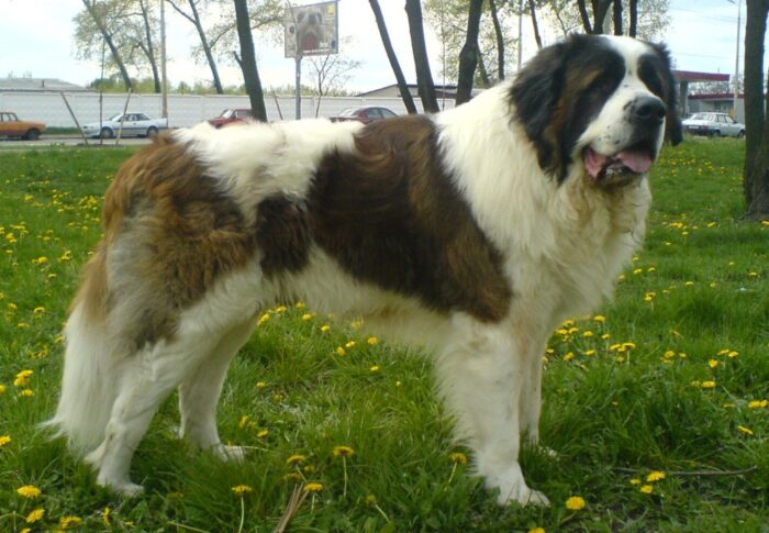 Московская сторожевая собака
