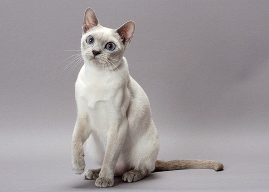 Тонкинская кошка: описание породы с фото — Pet-Mir.ru