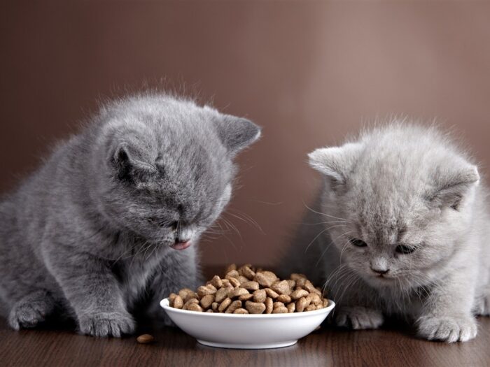 Чем можно кормить котят