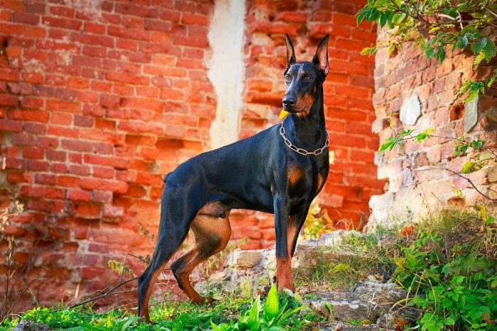 ТОП-10 самых сильных собак в мире – Pet-Mir.ru