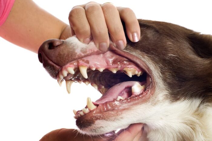 Зубы щенка
