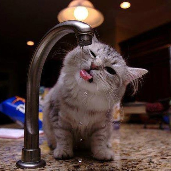 Кошка пьет воду из под крана